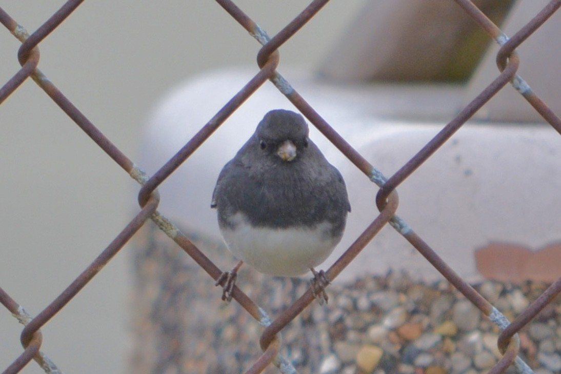 Серый юнко - ML645016300