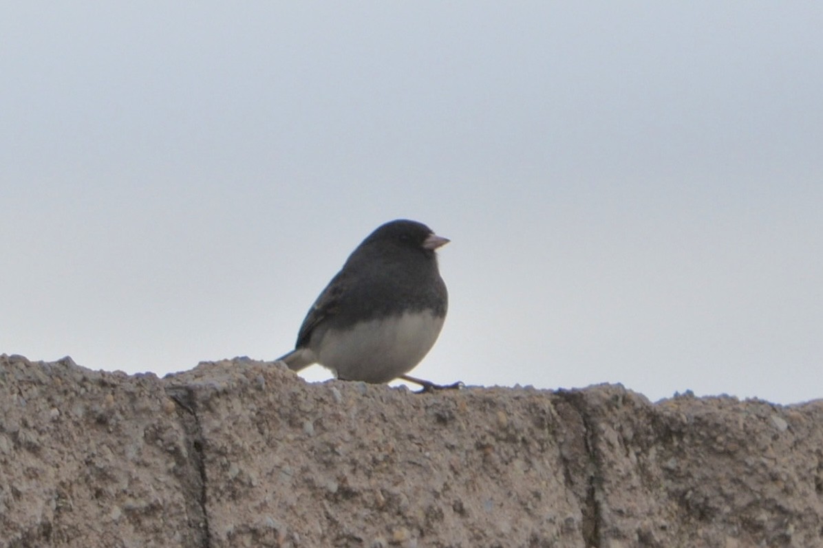 Серый юнко - ML645016301