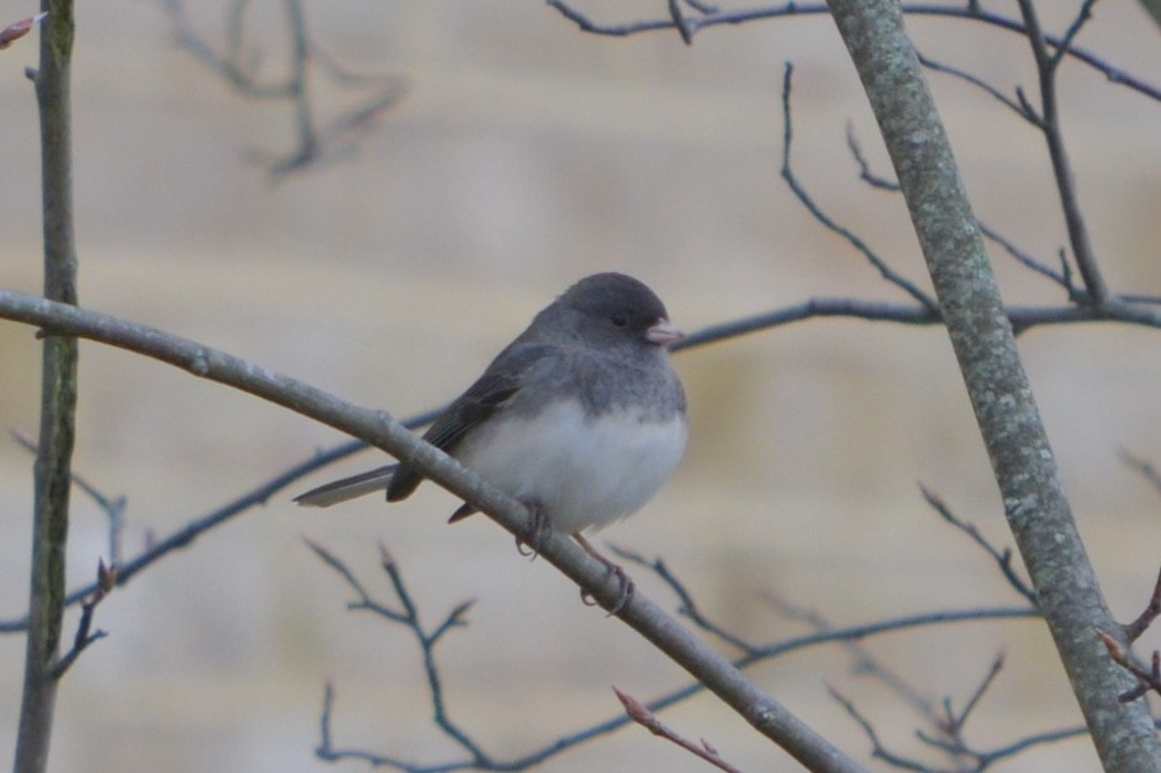 Серый юнко - ML645016302