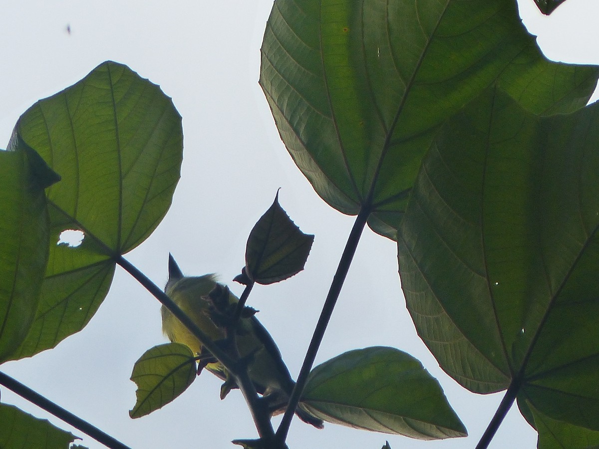 Boat-billed Flycatcher - ML645016313