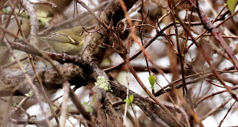 Yellow-browed Warbler - ML645016321