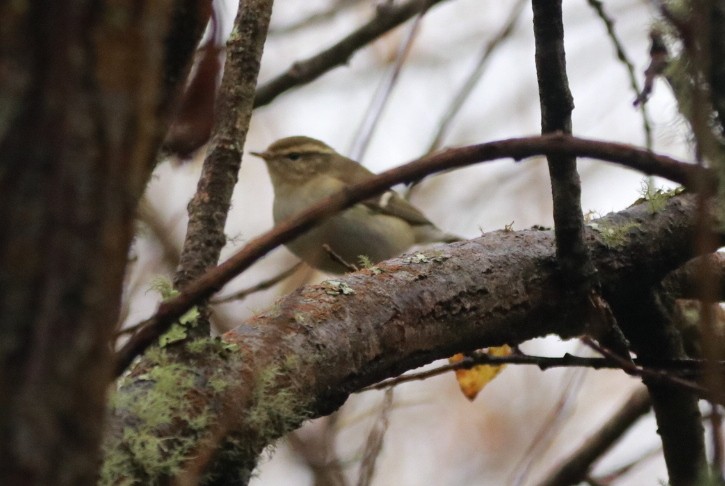 Yellow-browed Warbler - ML645016322