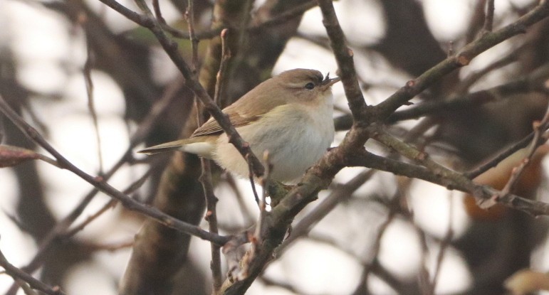 Common Chiffchaff (Siberian) - ML645016331