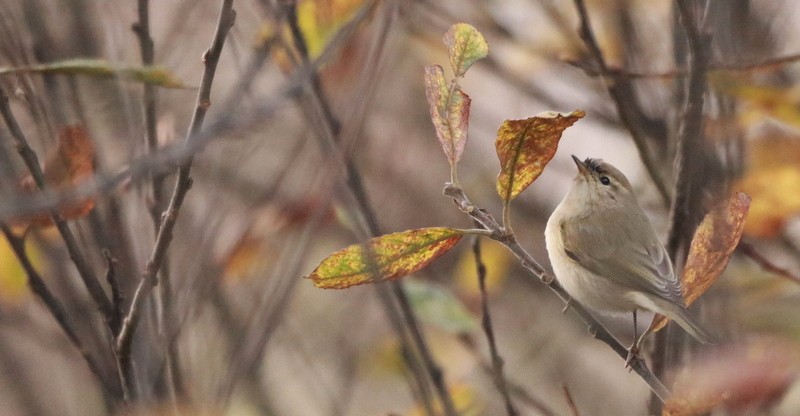 Common Chiffchaff (Siberian) - ML645016332