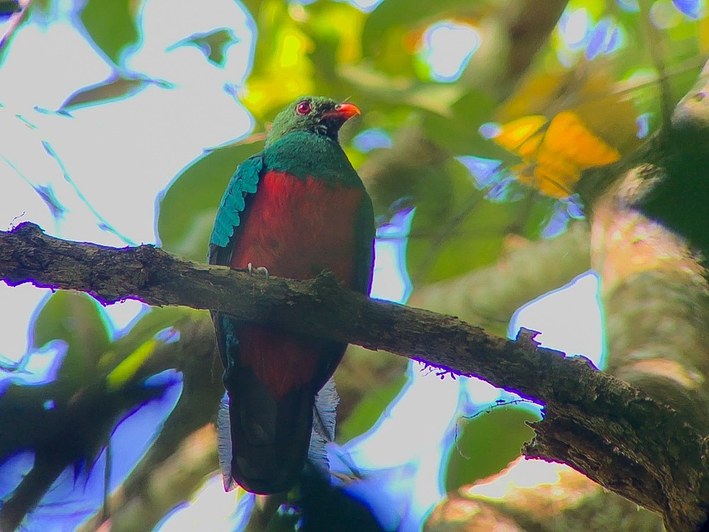 Pavonine Quetzal - ML645016333