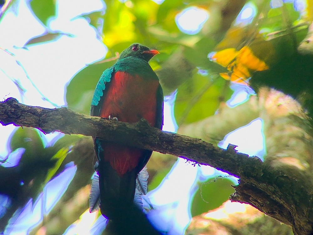 Pavonine Quetzal - ML645016334