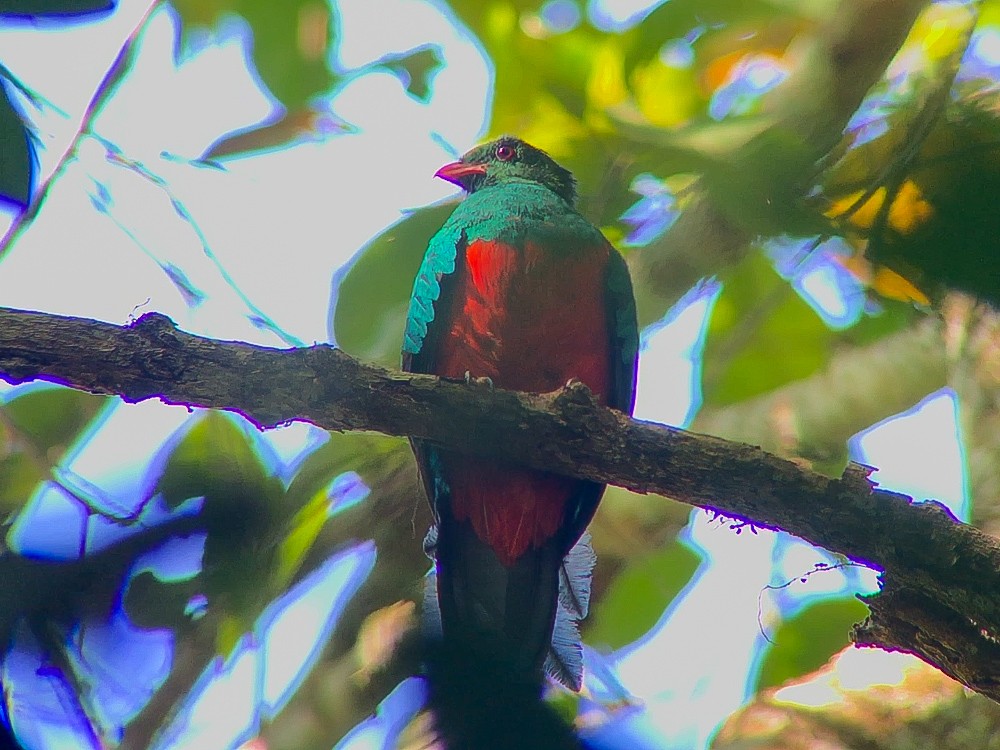 Pavonine Quetzal - ML645016335