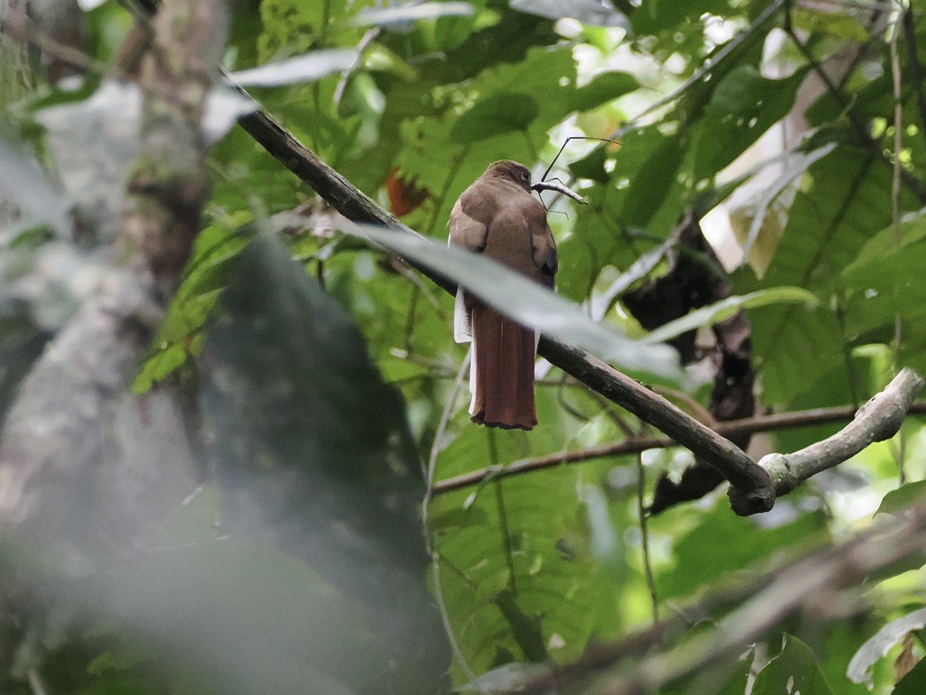 クビワキヌバネドリ - ML645016336