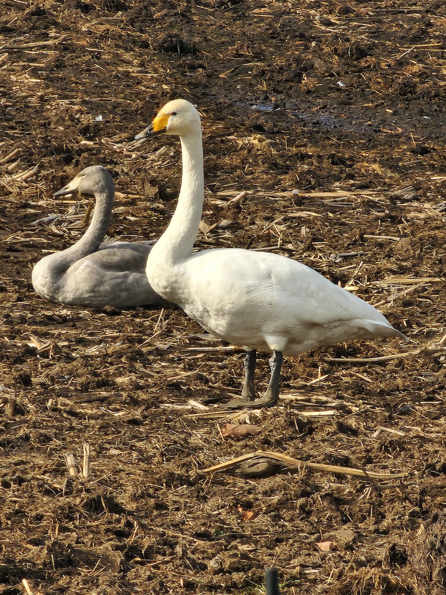 Whooper Swan - ML645016340