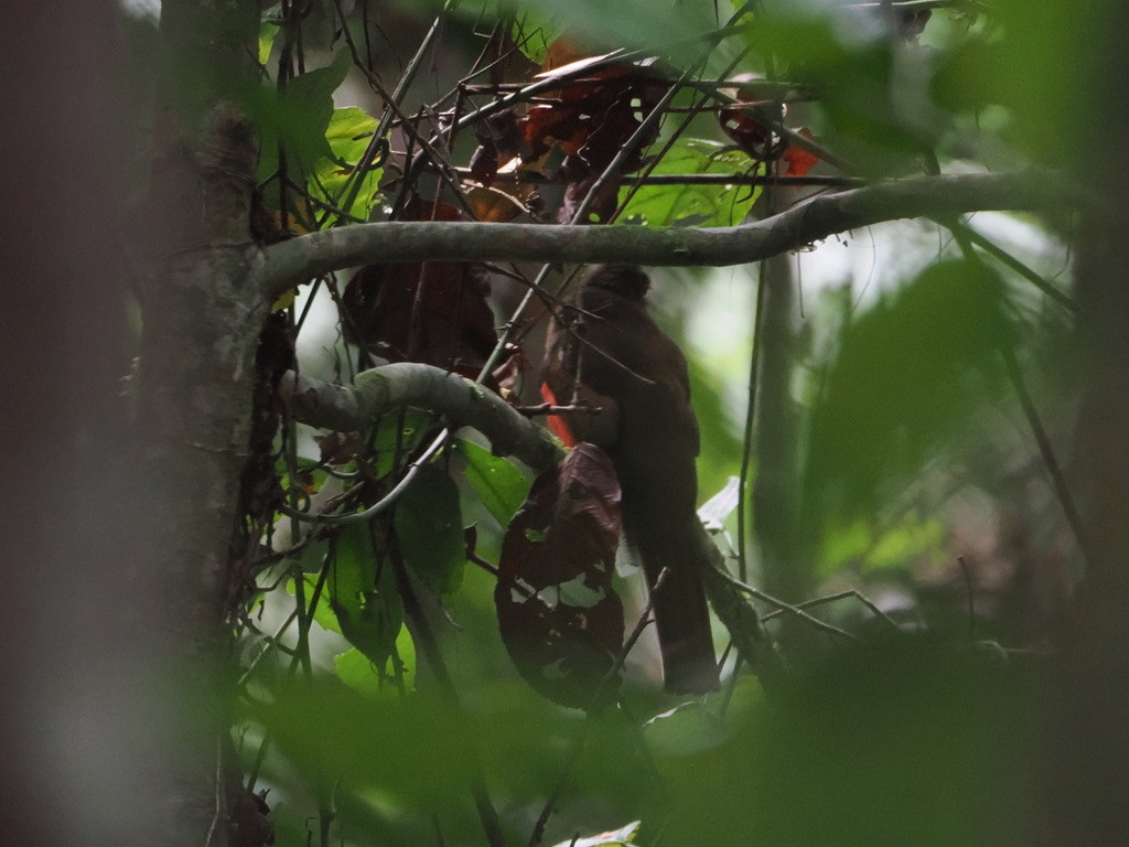 クビワキヌバネドリ - ML645016344