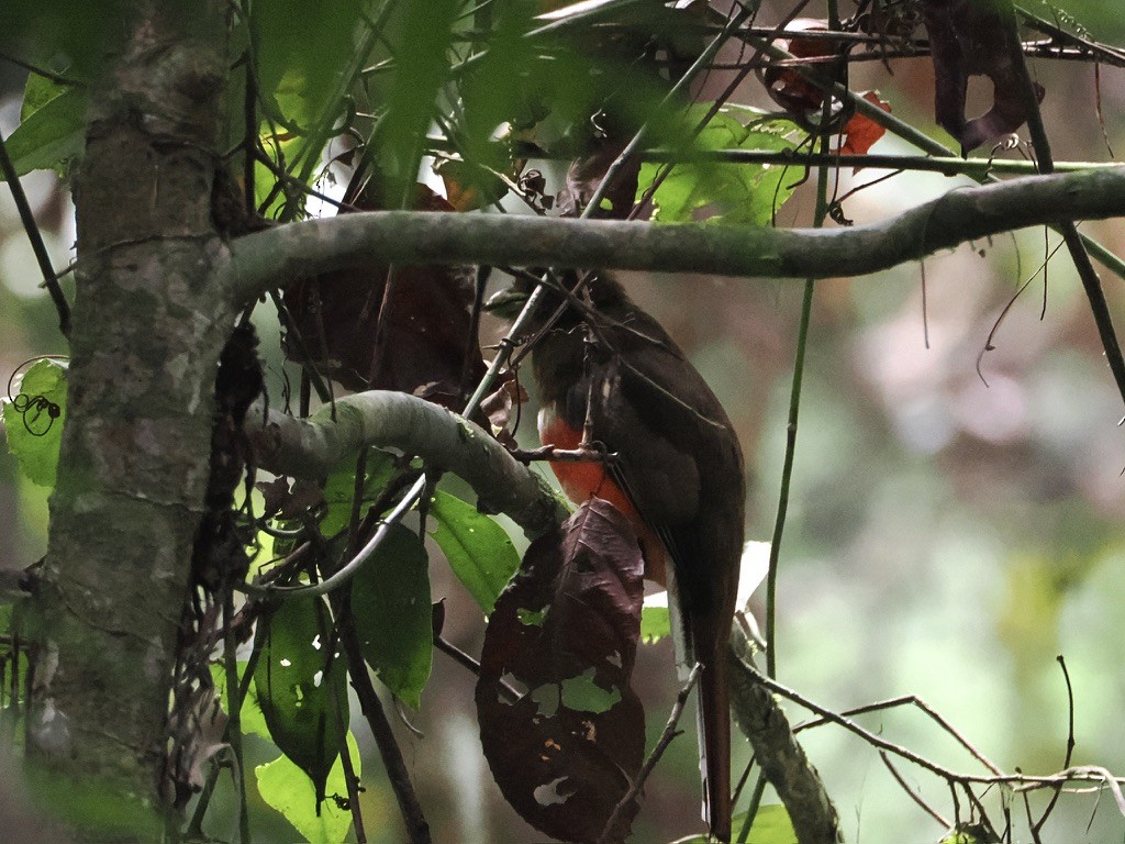 クビワキヌバネドリ - ML645016353