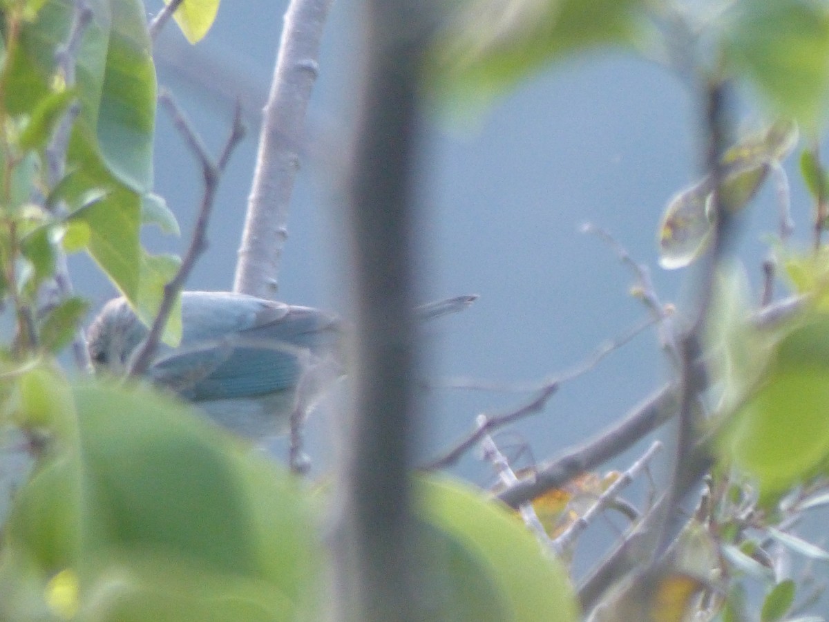 Blue-gray Tanager - ML645016354