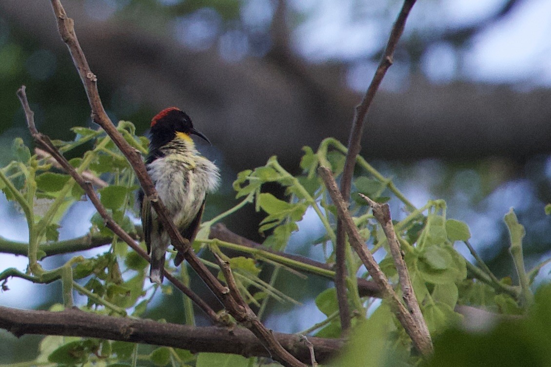 Orangebrust-Honigfresser - ML645016360