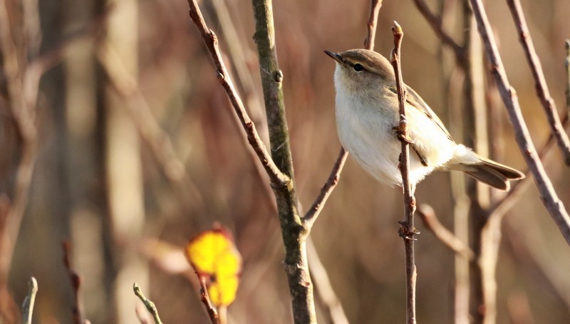 Common Chiffchaff (Siberian) - ML645016361