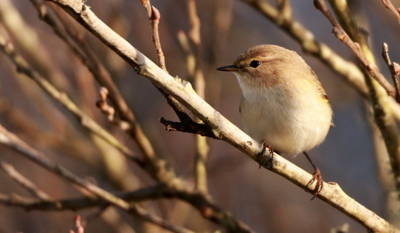 Common Chiffchaff (Siberian) - ML645016368