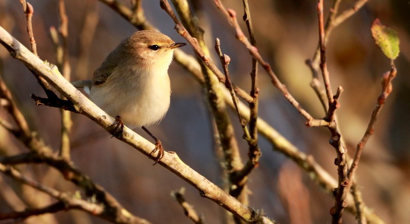 Common Chiffchaff (Siberian) - ML645016369