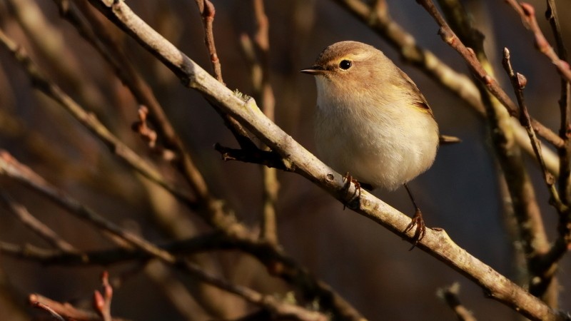 Common Chiffchaff (Siberian) - ML645016371