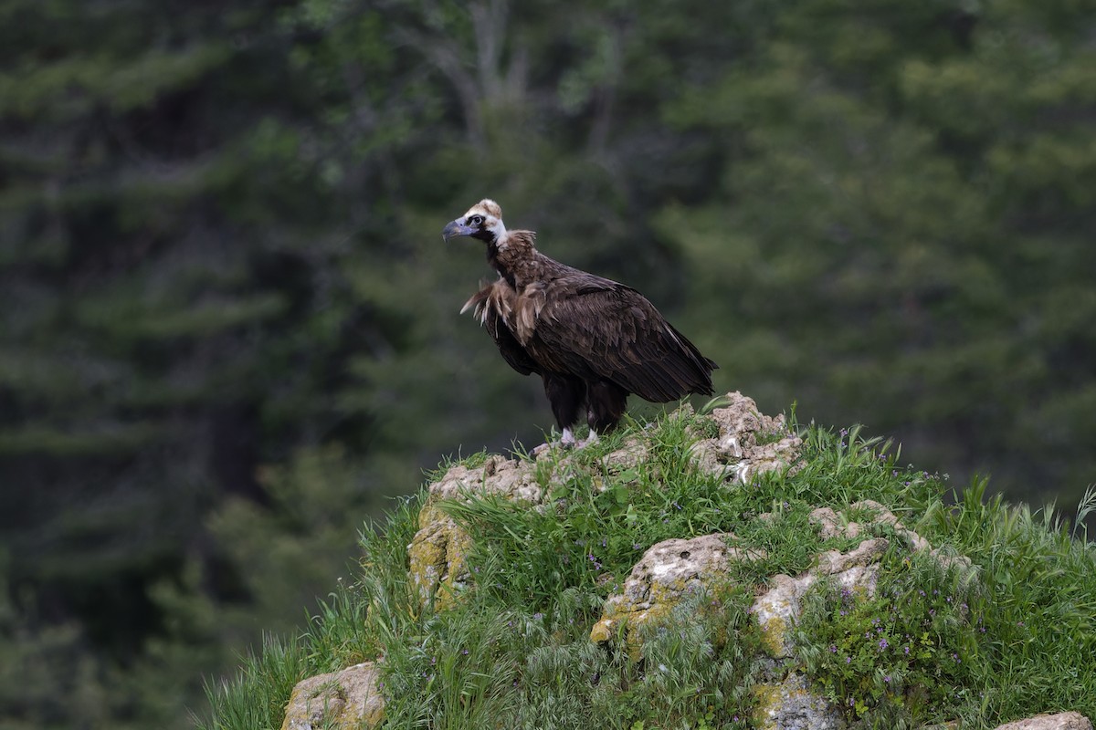 sup hnědý - ML645016375