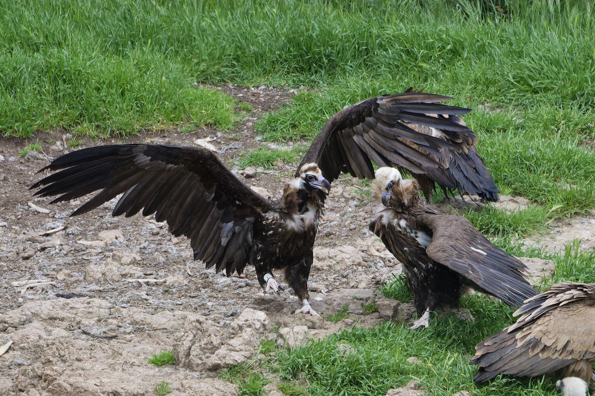 sup hnědý - ML645016376