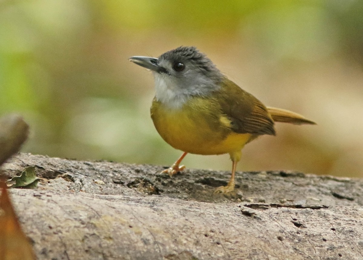 Bulbul Capirotado - ML645016389