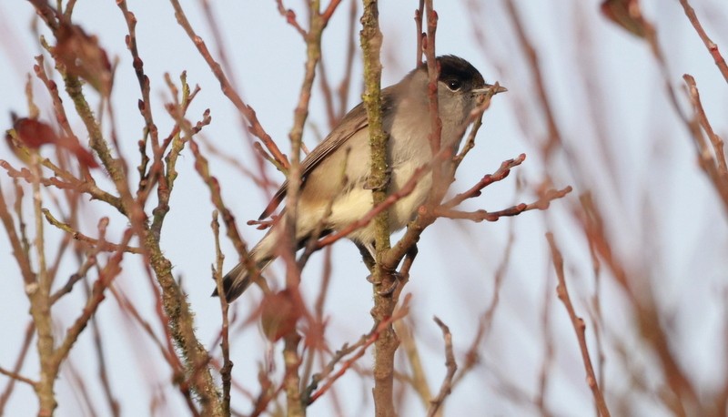 Eurasian Blackcap - ML645016397