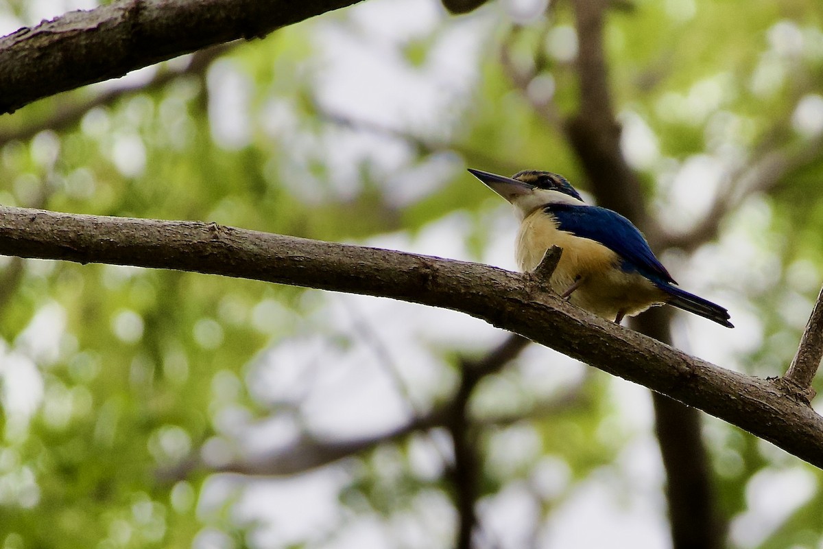 Pazifikliest - ML645016400