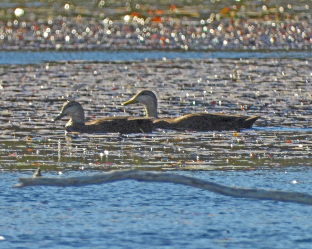 Ahate iluna - ML645016435