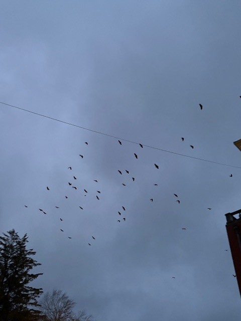 Black Vulture - ML645016461