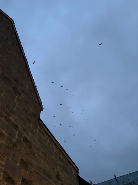 Black Vulture - ML645016465