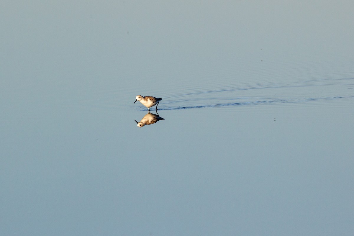 Sanderling - ML645016491