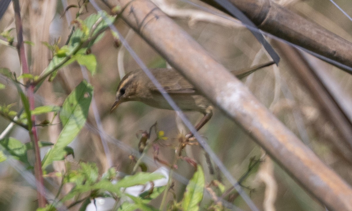 עלווית כהה - ML645016500