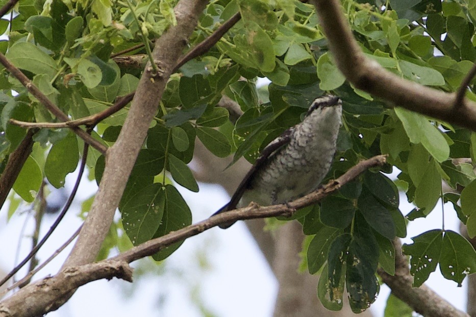 Südsee-Raupenfänger - ML645016501
