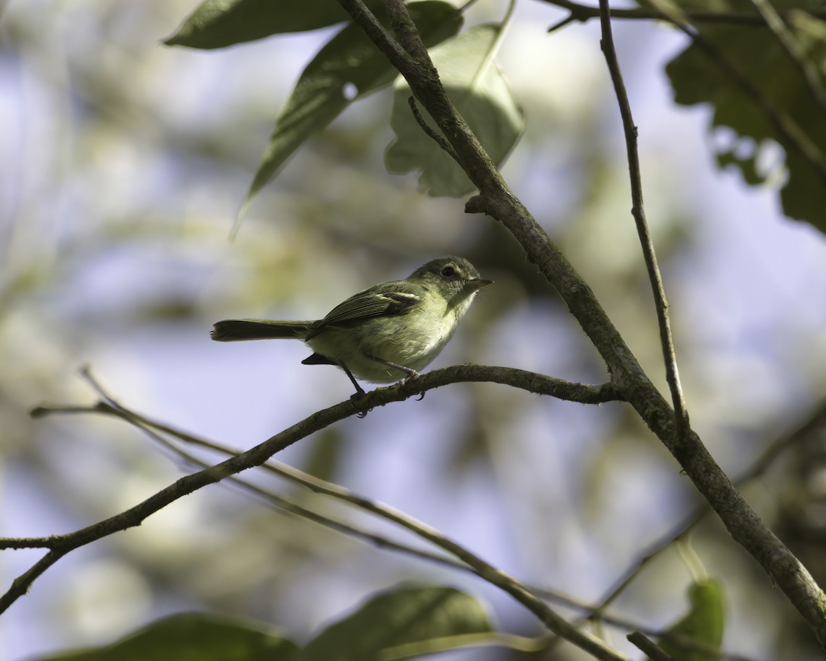 Bahia Tyrannulet - ML645016503