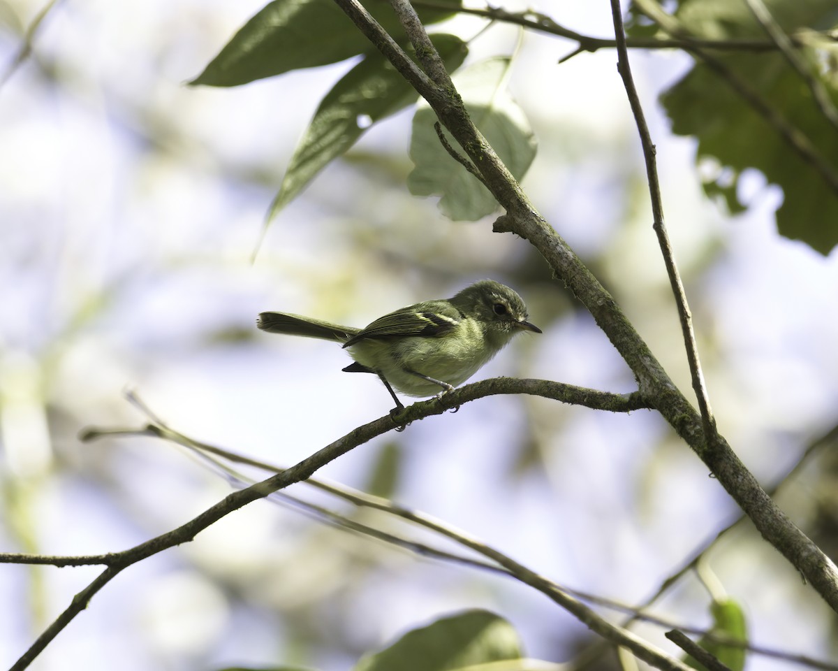 Bahia Tyrannulet - ML645016504