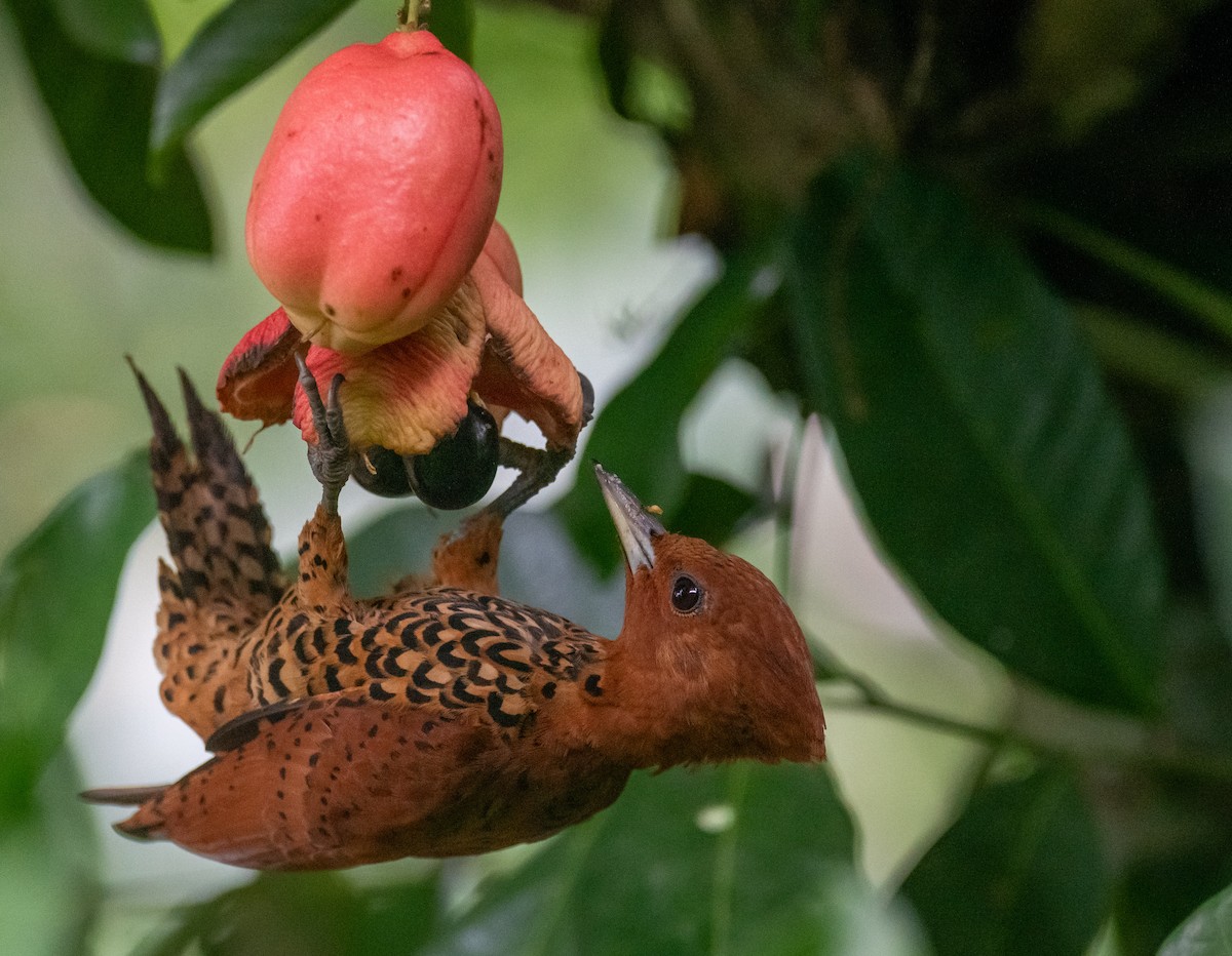 Cinnamon Woodpecker - ML645016518