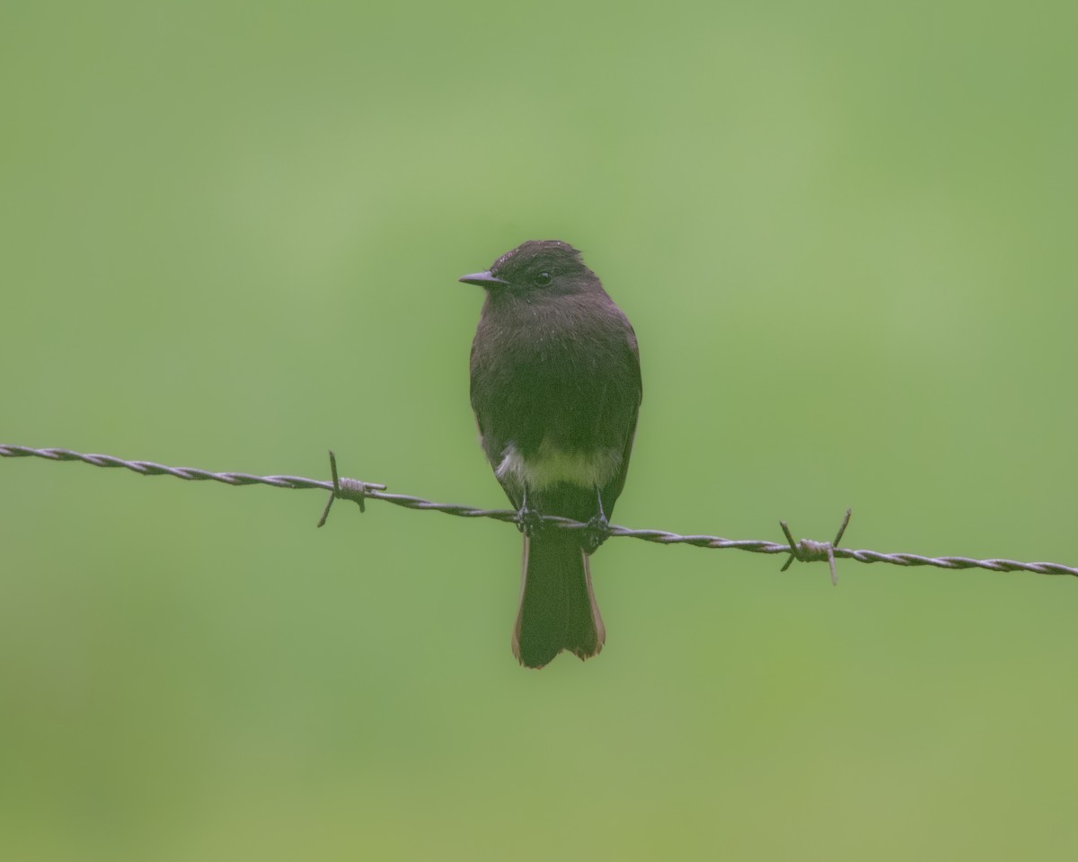 Black Phoebe - ML645016532