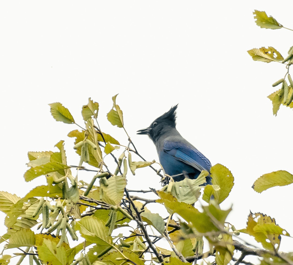 Steller Kargası - ML645016533