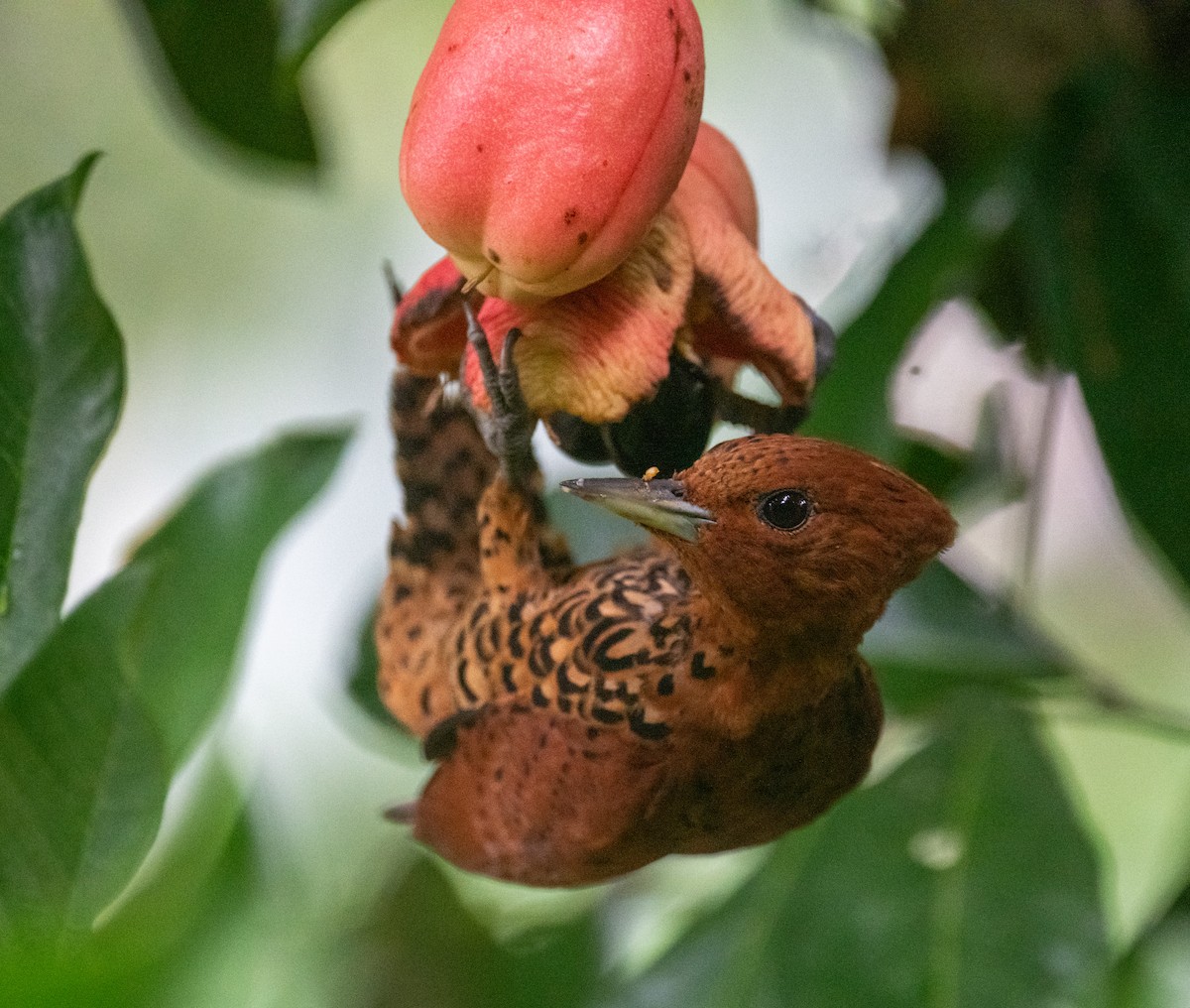 Cinnamon Woodpecker - ML645016534