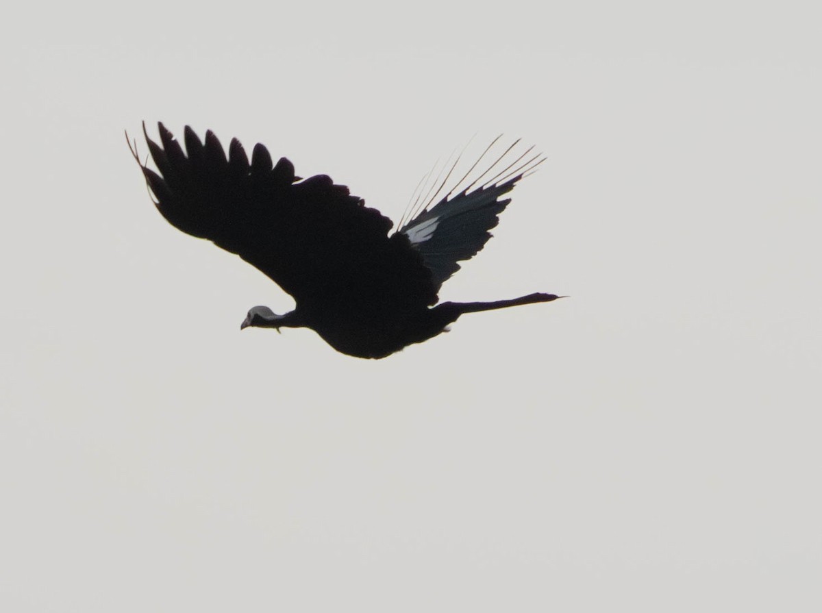 White-throated Piping-Guan - ML645016537