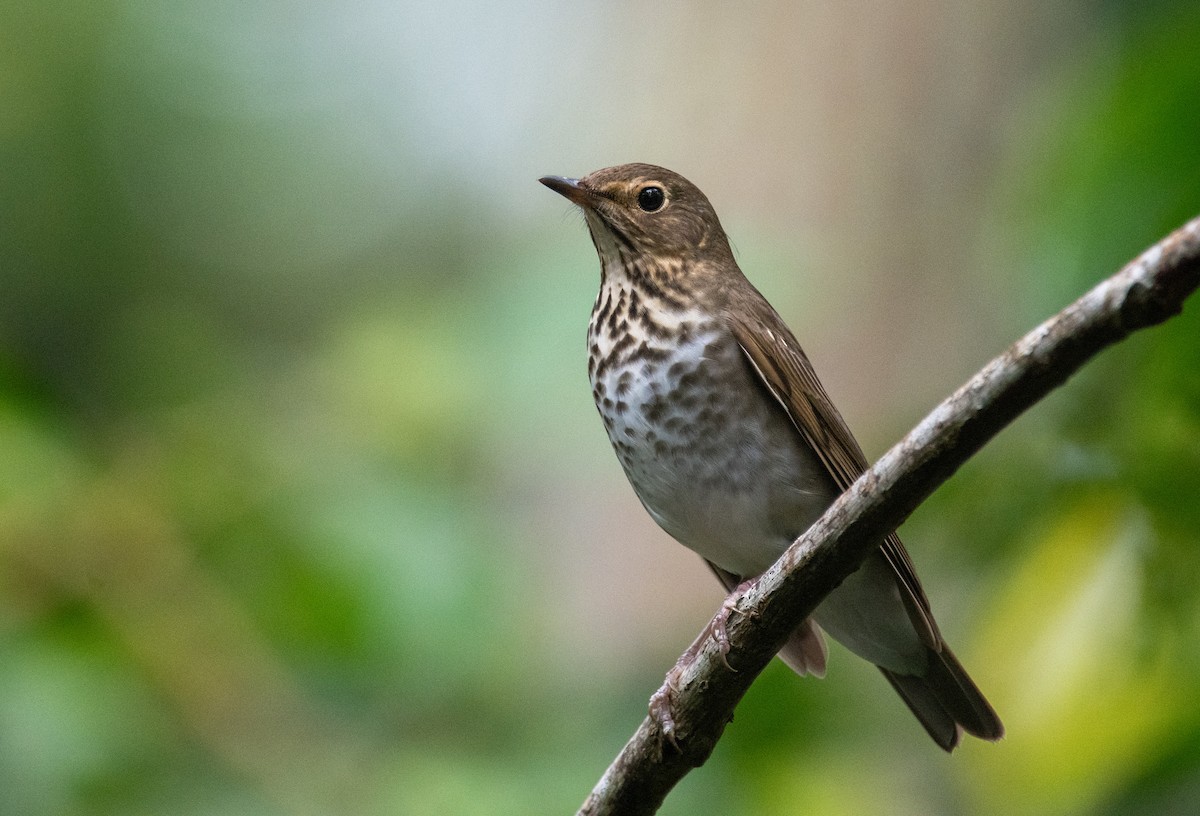 Swainson's Thrush - ML645016538