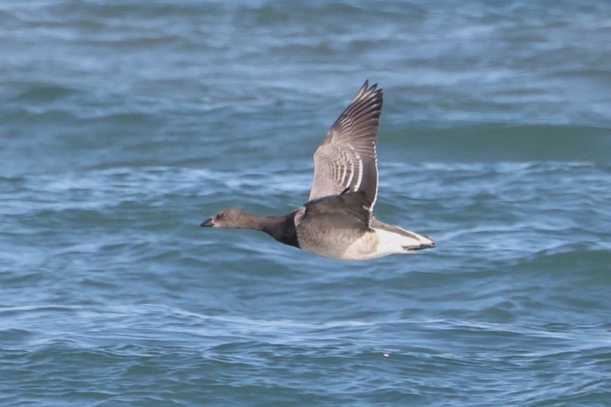 Brant (Pale-bellied) - ML645016543