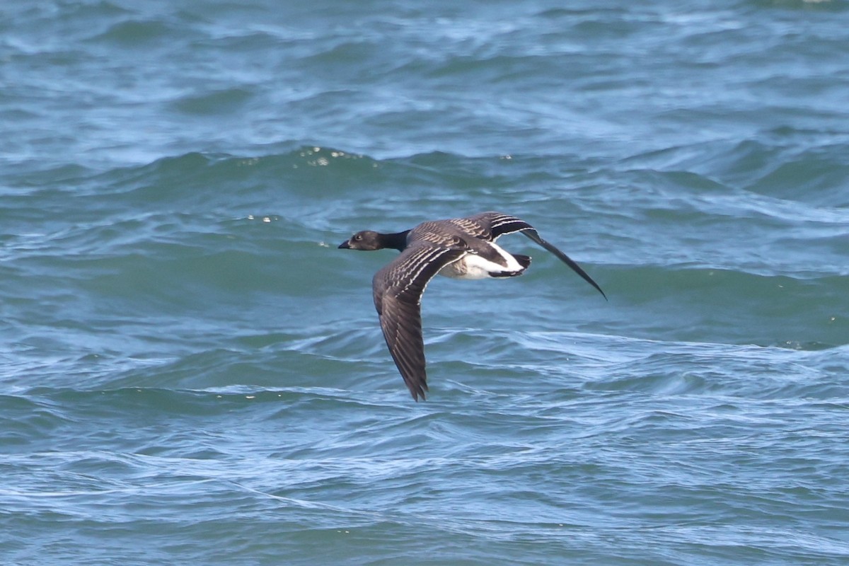 Brant (Pale-bellied) - ML645016544