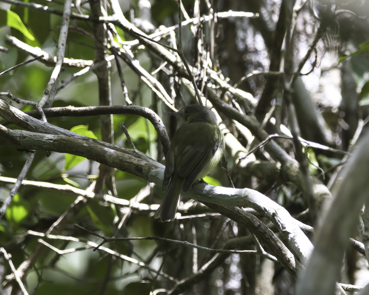 Wied's Tyrant-Manakin - ML645016546