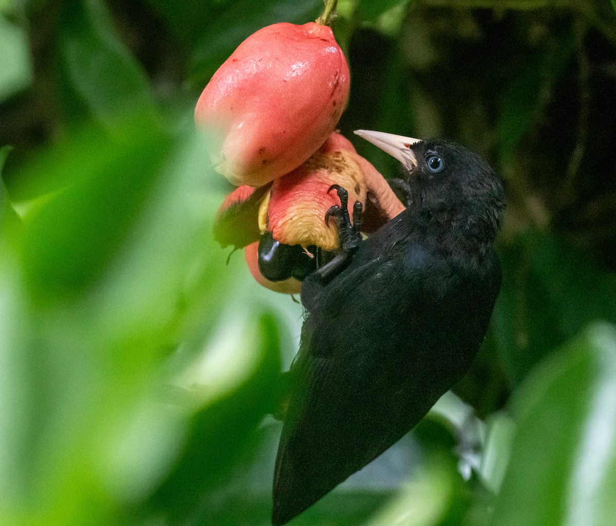 Scarlet-rumped Cacique - ML645016553