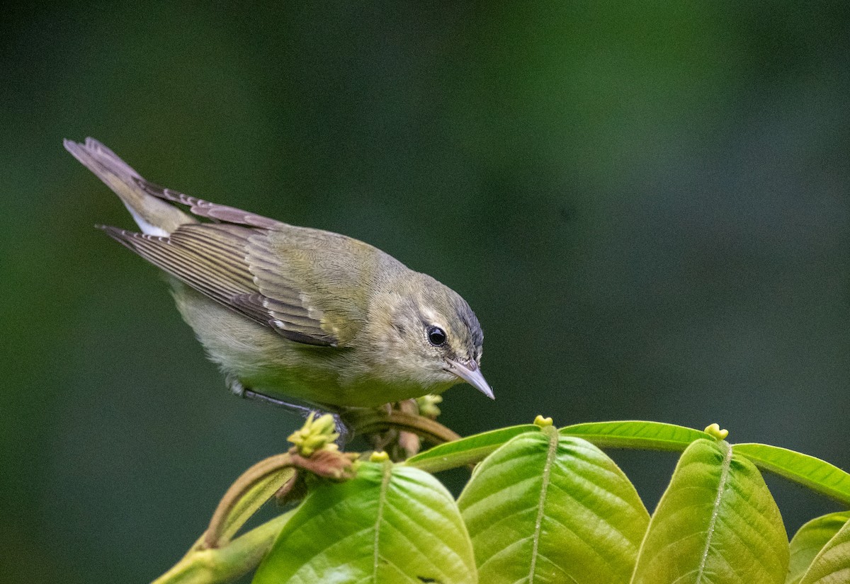 Tennessee Warbler - ML645016571