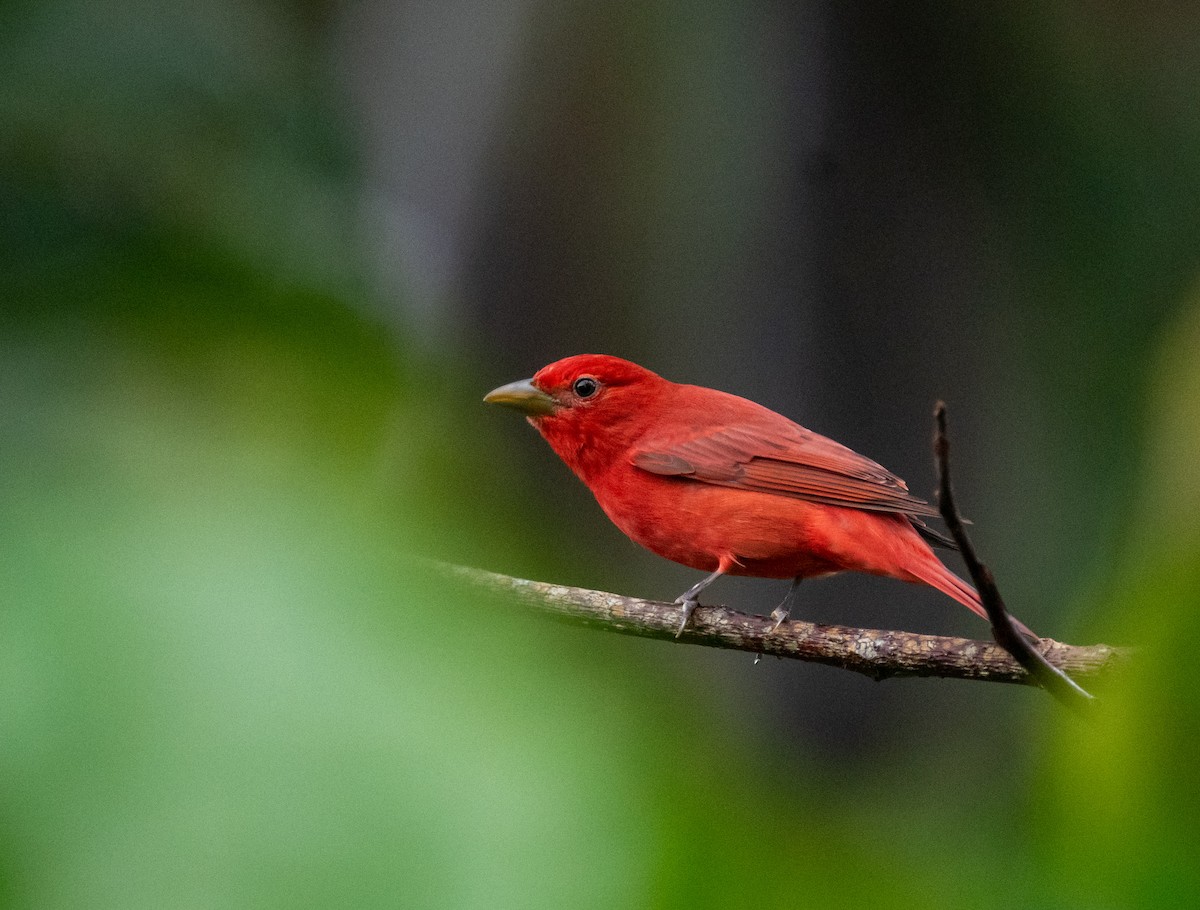 Summer Tanager - ML645016578