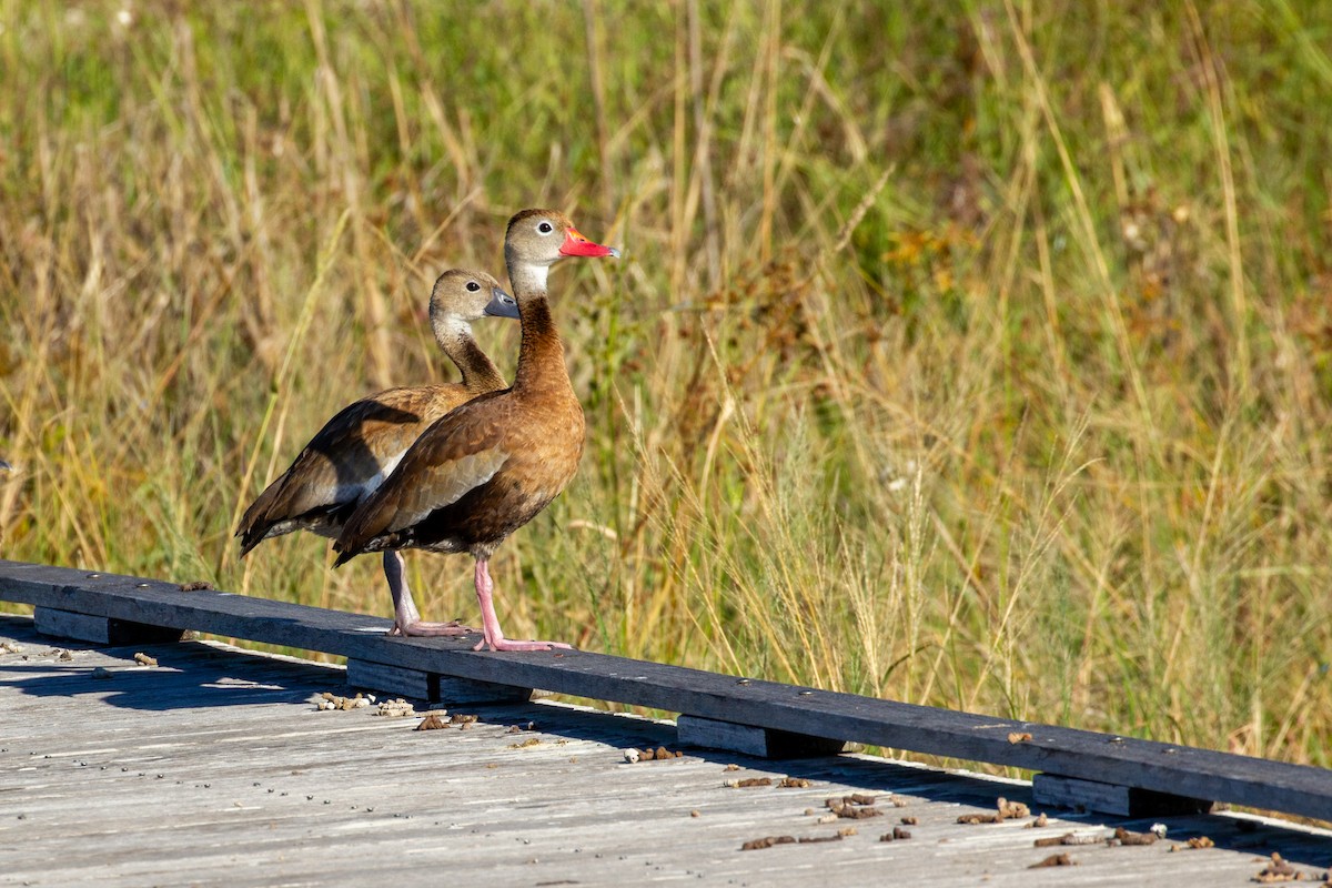 Black-bellied Whistling-Duck - ML645016580