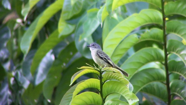 Guyana Tiranületi - ML645016581