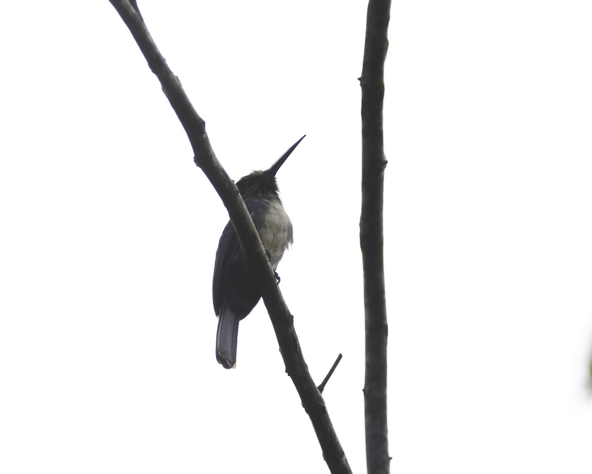 Three-toed Jacamar - ML645016583