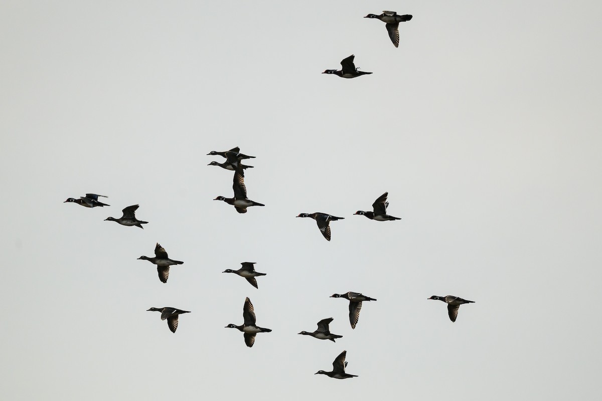 kachnička karolínská - ML645016602